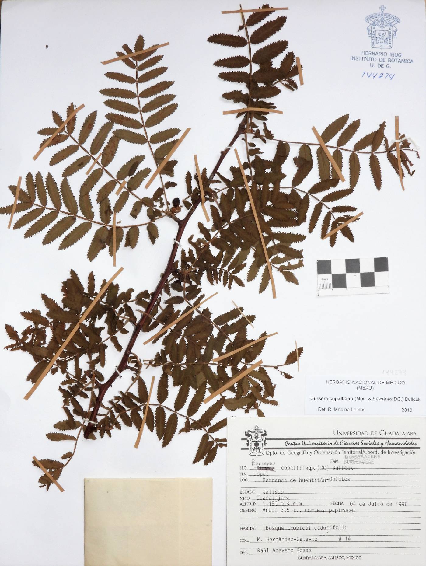 Bursera copallifera image