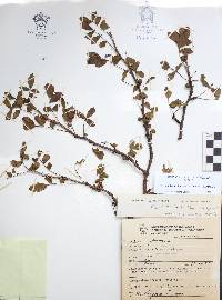 Bursera fagaroides image