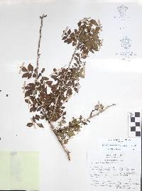 Bursera fagaroides image