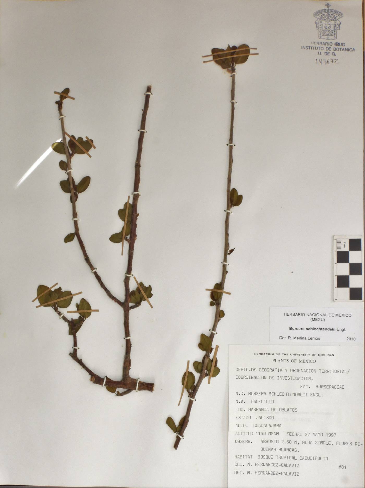 Bursera schlechtendalii image