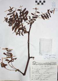 Bursera aspleniifolia image