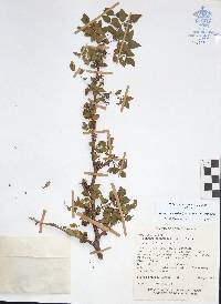 Bursera fagaroides image