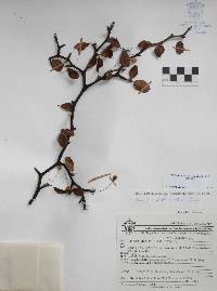 Bursera biflora image