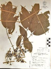 Bursera roseana image