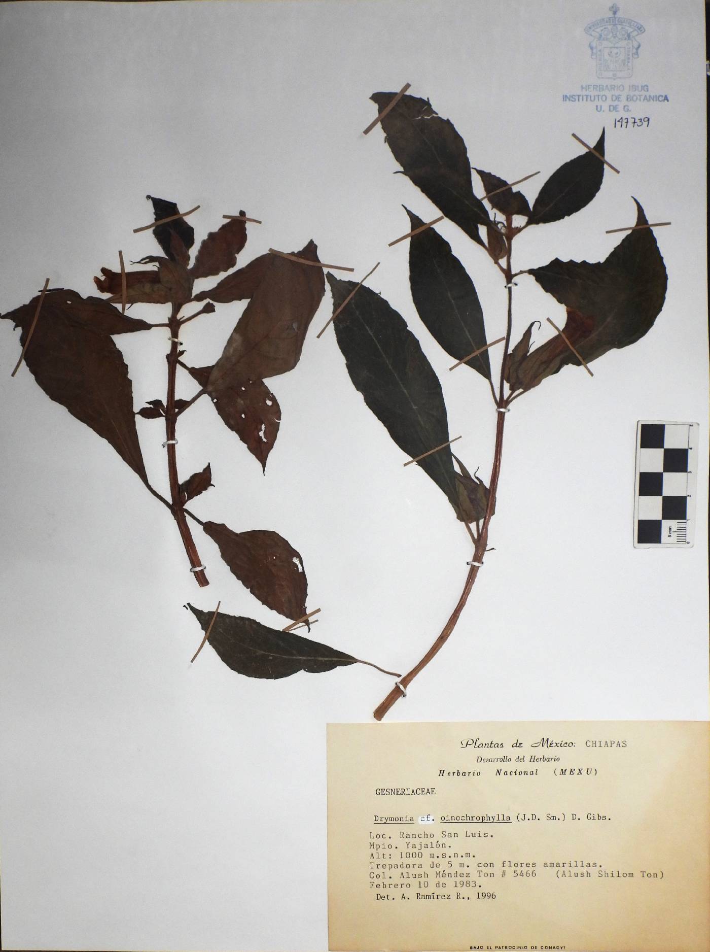 Drymonia oinochrophylla image