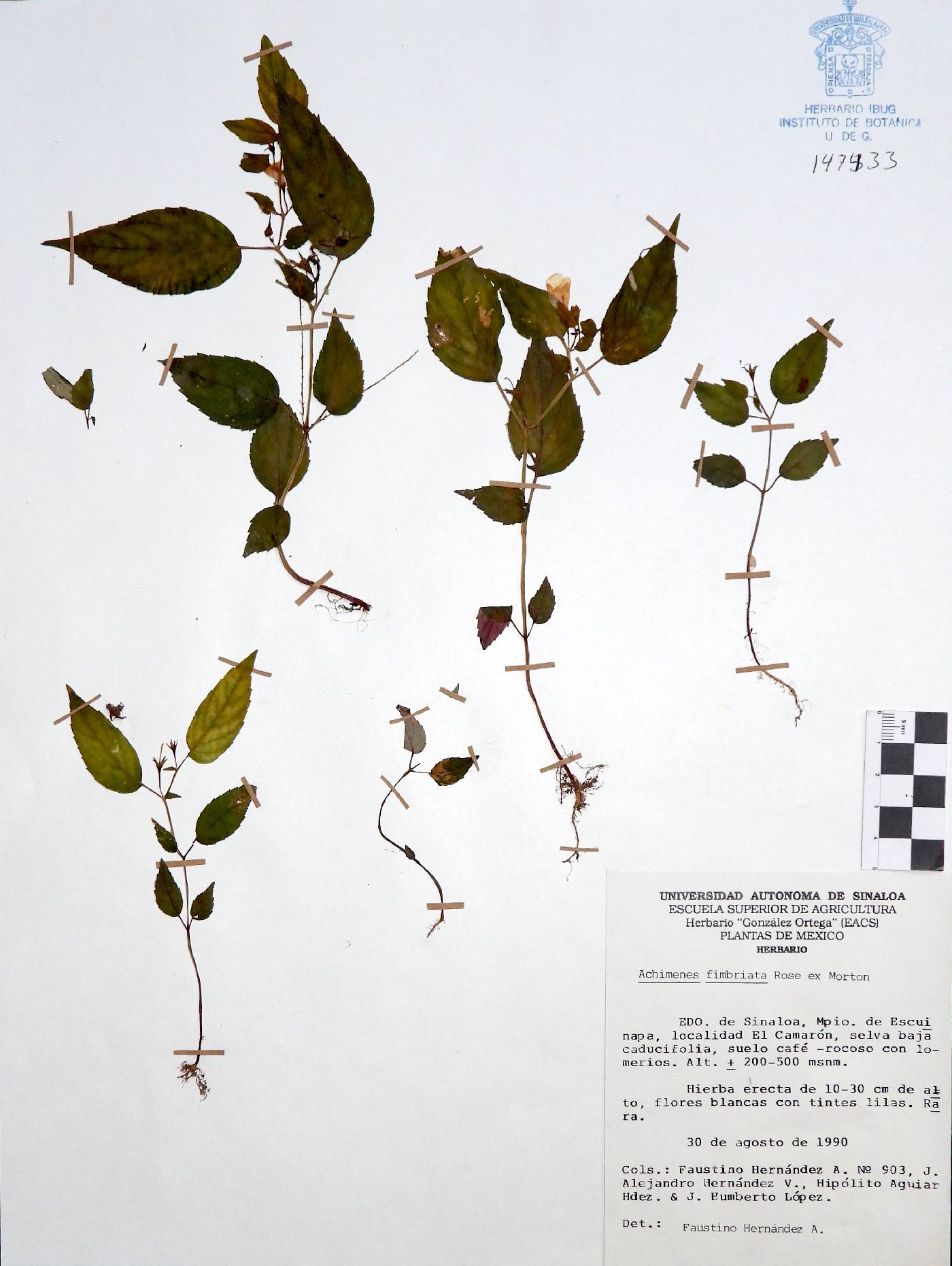 Achimenes fimbriata image