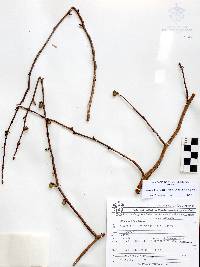 Bursera fagaroides image