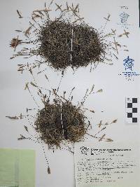 Tillandsia recurvata image