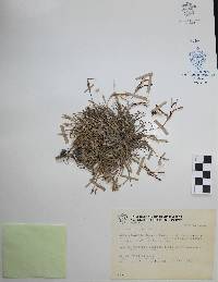 Tillandsia recurvata image