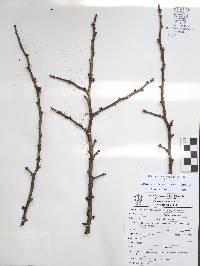 Bursera fagaroides image