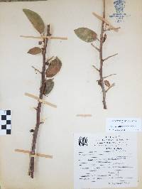 Bursera instabilis image