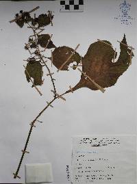 Jaltomata procumbens image