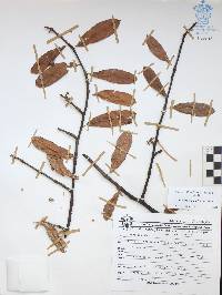 Bursera crenata image