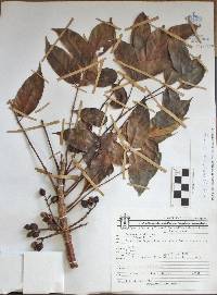 Bursera simaruba image