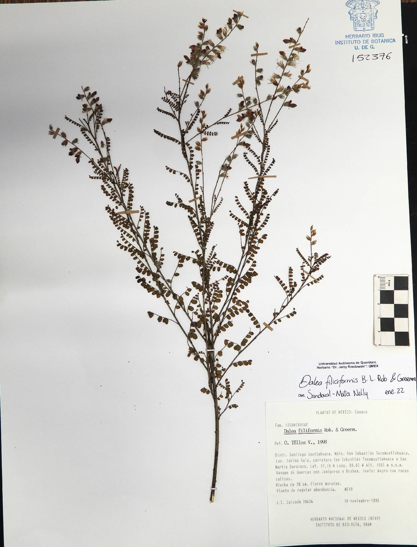 Dalea filiciformis image