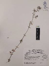 Valeriana sorbifolia image