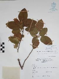 Bursera instabilis image