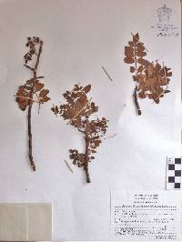 Bursera ribana image