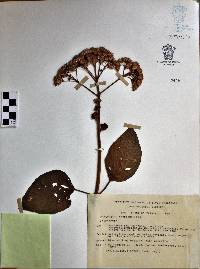 Eupatorium sordidum image