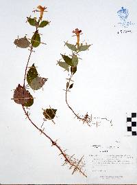 Achimenes antirrhina image