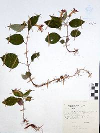 Achimenes antirrhina image