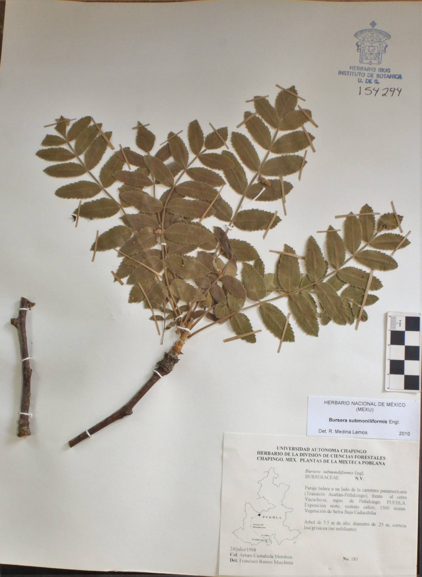 Bursera submoniliformis image