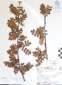 Bursera glabrifolia image