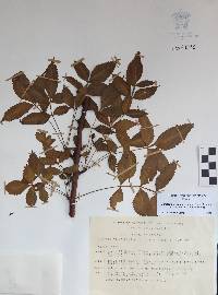 Bursera graveolens image