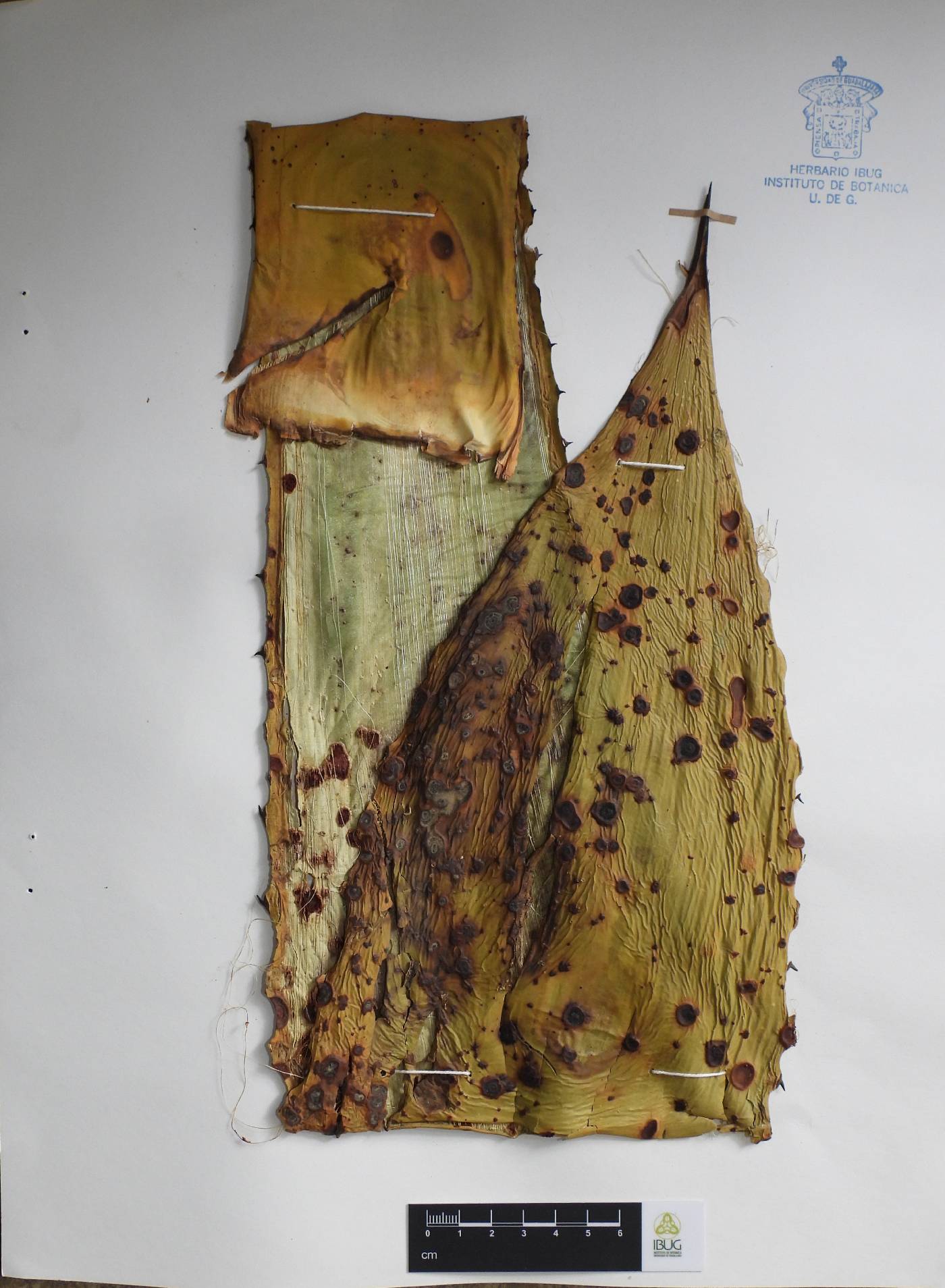 Agave inaequidens image