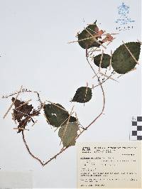 Achimenes antirrhina image