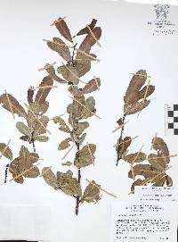 Bursera crenata image