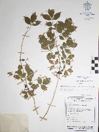 Bursera palaciosii image