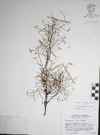 Bursera paradoxa image