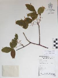 Bursera heteresthes image