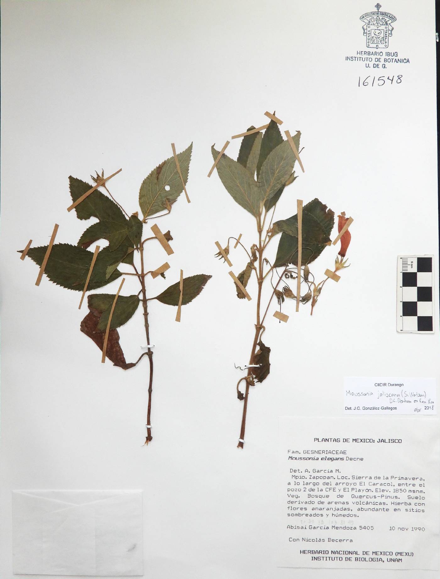 Moussonia jaliscana image