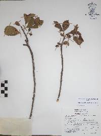 Image of Bursera laurihuertae