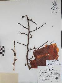 Bursera laurihuertae image