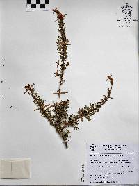 Dalea bicolor var. bicolor image