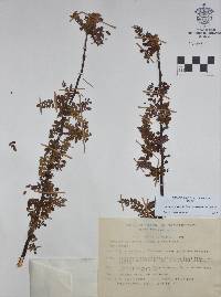 Bursera bipinnata image