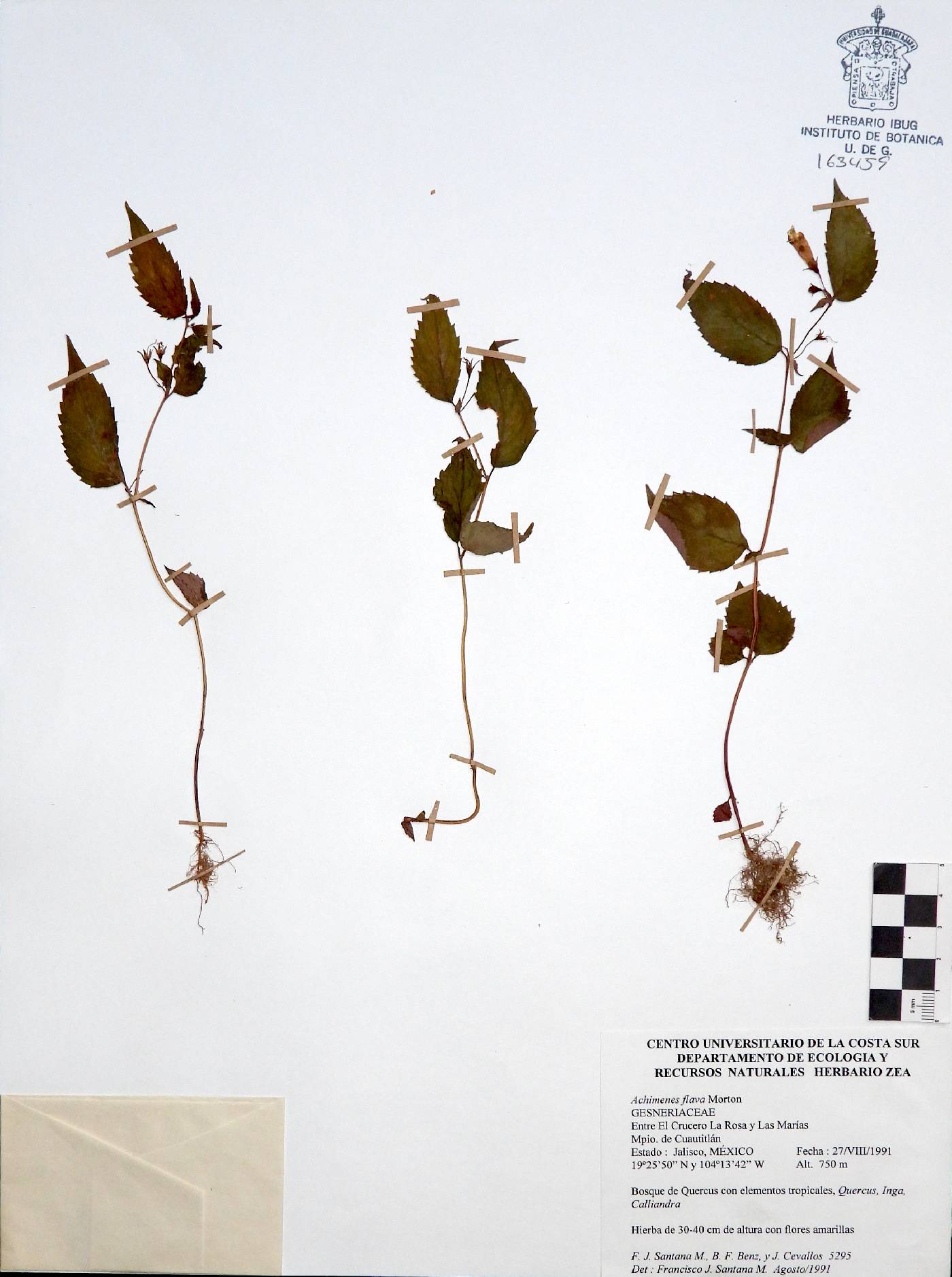 Achimenes flava image