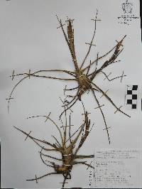 Tillandsia schiedeana image