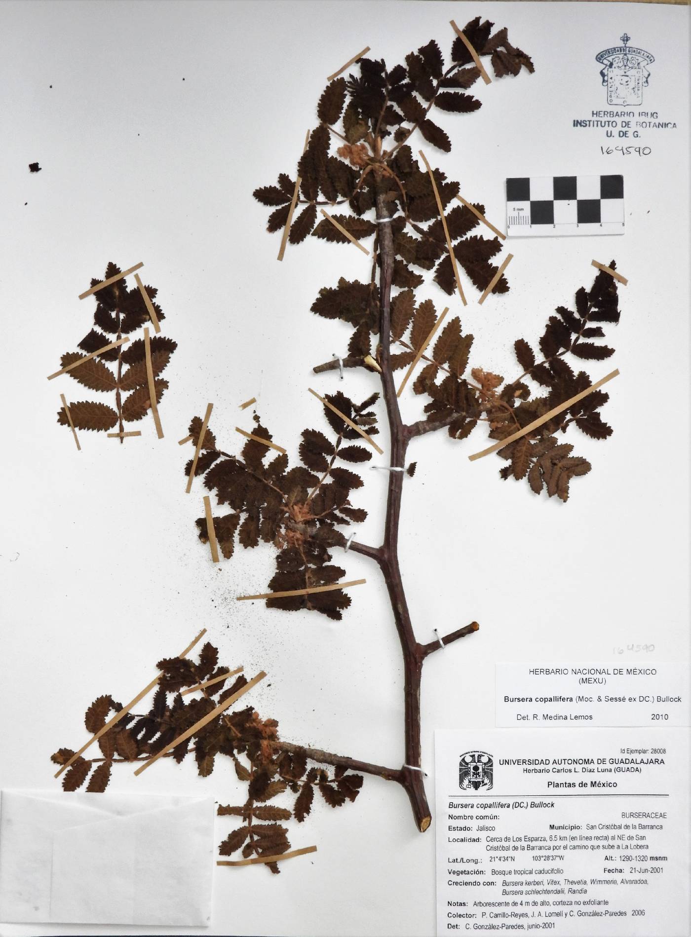 Bursera copallifera image