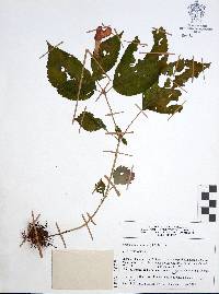 Achimenes antirrhina image