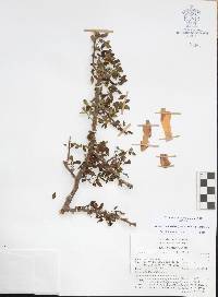 Bursera fagaroides image