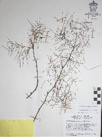 Bursera paradoxa image