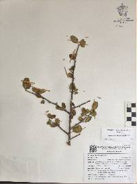 Bursera schlechtendalii image