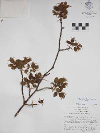 Bursera biflora image