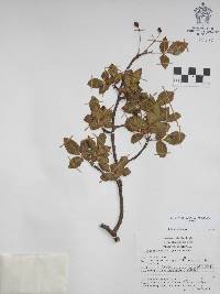 Bursera biflora image