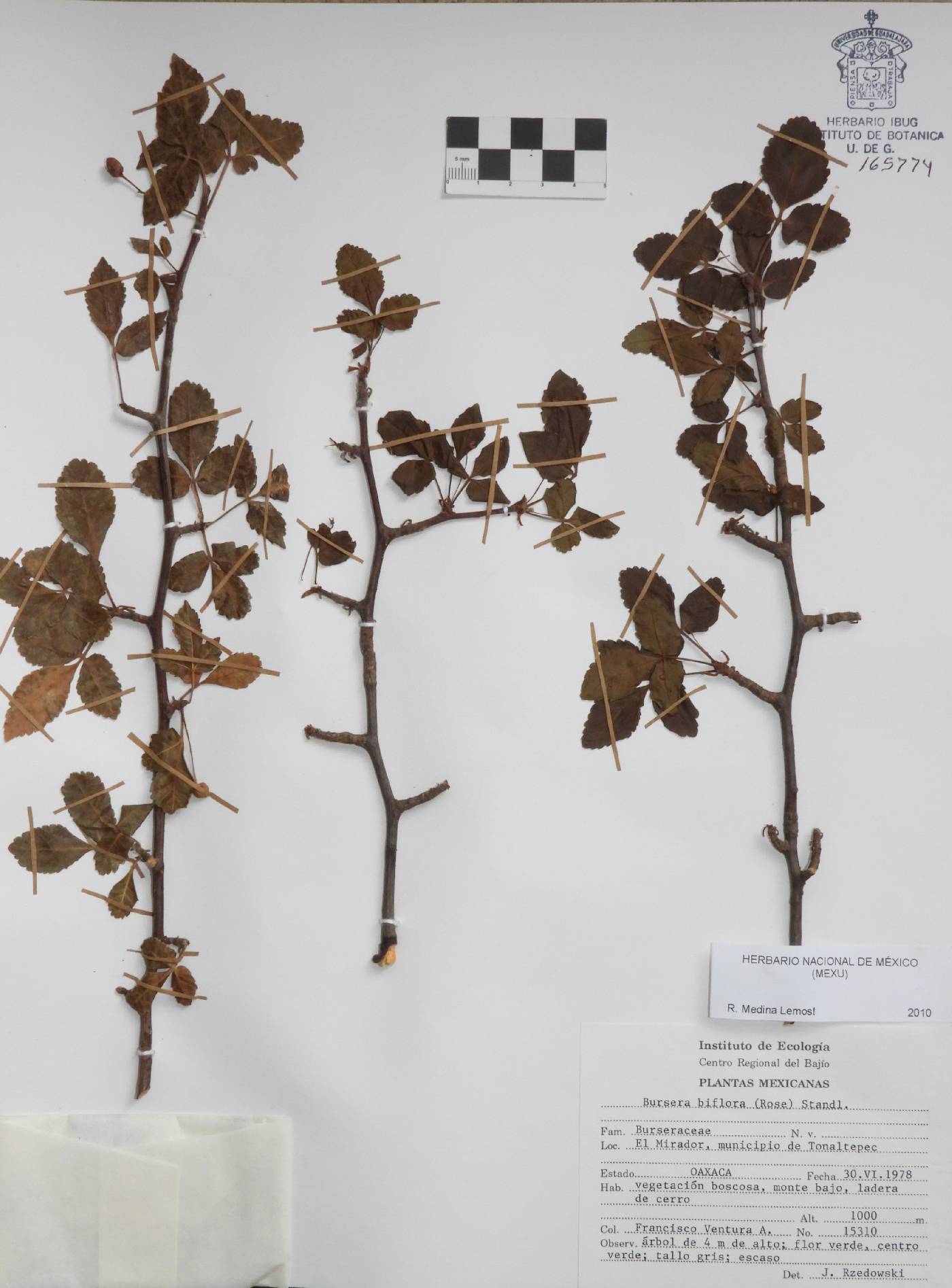 Bursera biflora image