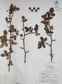 Bursera biflora image